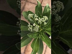 白水木 花語